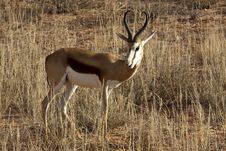 Springbok In The Kalahari Stock Photo