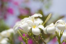 Glorious Frangipani Or Plumeria Flowers Royalty Free Stock Image