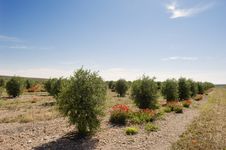 Olive Grove Royalty Free Stock Photography Olive Grove Royalty Free Stock Photography