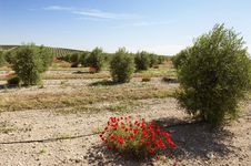 Olive Grove Royalty Free Stock Images Olive Grove Royalty Free Stock Images