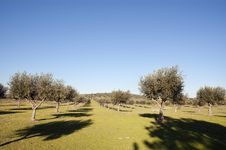 Olive Grove Stock Image Olive Grove Stock Image