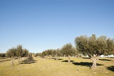 Olive Grove Royalty Free Stock Images Olive Grove Royalty Free Stock Images