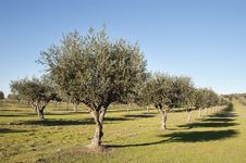 Olive Grove Stock Photos Olive Grove Stock Photos