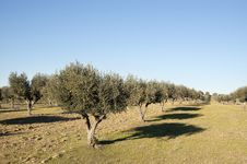 Olive Grove Stock Photo Olive Grove Stock Photo