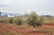Olive Grove Stock Photos Olive Grove Stock Photos