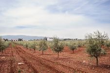 Olive Grove Royalty Free Stock Images Olive Grove Royalty Free Stock Images
