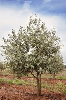 Olive Grove Royalty Free Stock Photo Olive Grove Royalty Free Stock Photo