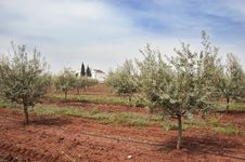 Olive Grove Royalty Free Stock Photography Olive Grove Royalty Free Stock Photography
