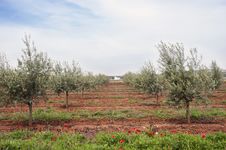 Olive Grove Royalty Free Stock Photography Olive Grove Royalty Free Stock Photography