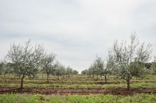 Olive Grove Royalty Free Stock Image Olive Grove Royalty Free Stock Image