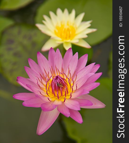Beautiful  water lily in the lake and bee. Beautiful  water lily in the lake and bee