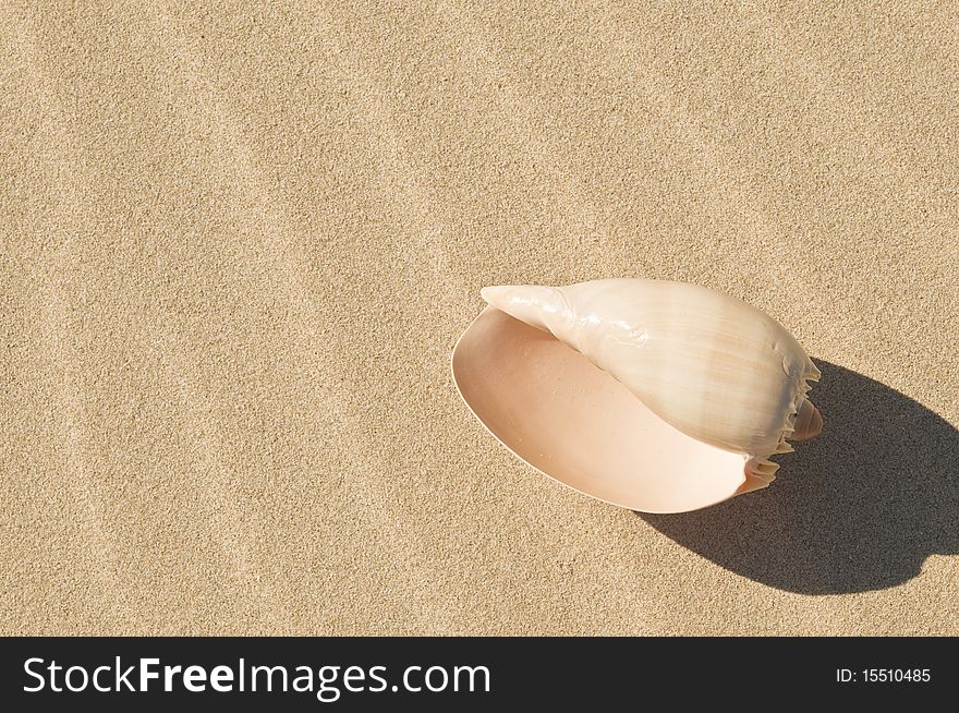 Close-up of a large sea shell on the beach. Close-up of a large sea shell on the beach.