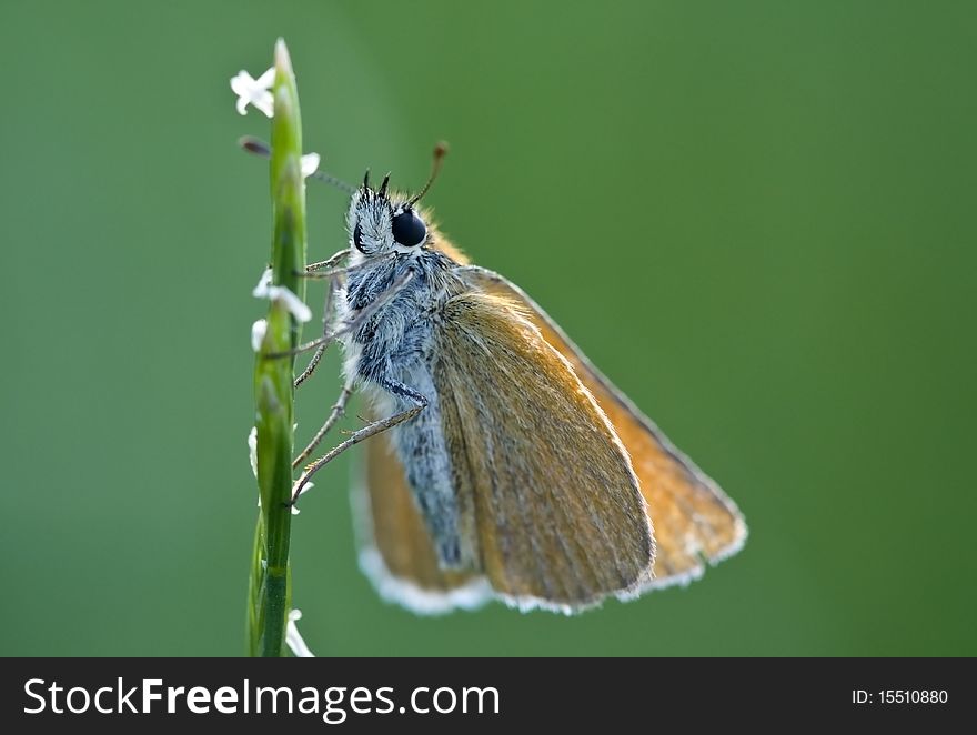 Close up of a butterfly, green background