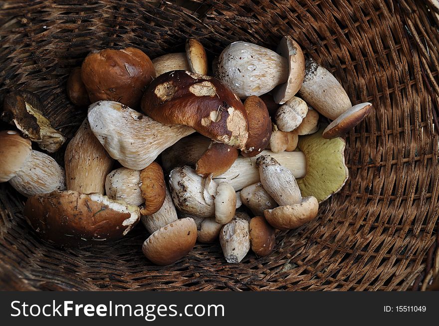 Ceps of the different sizes at the bottom of the big wattled basket. Ceps of the different sizes at the bottom of the big wattled basket