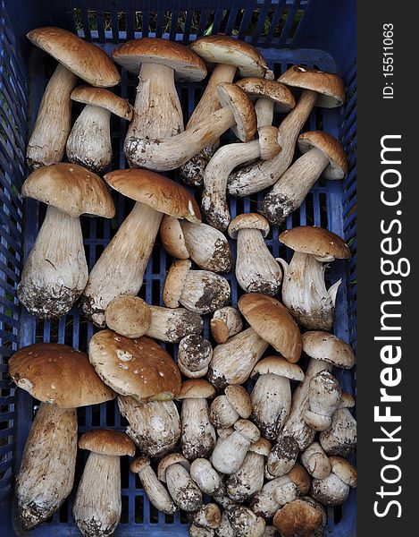 Ceps of the different sizes in a plastic box spread out for sale. Ceps of the different sizes in a plastic box spread out for sale.