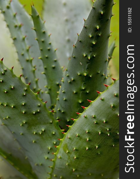 Red prickly cactus plants from tropical regions. Red prickly cactus plants from tropical regions.