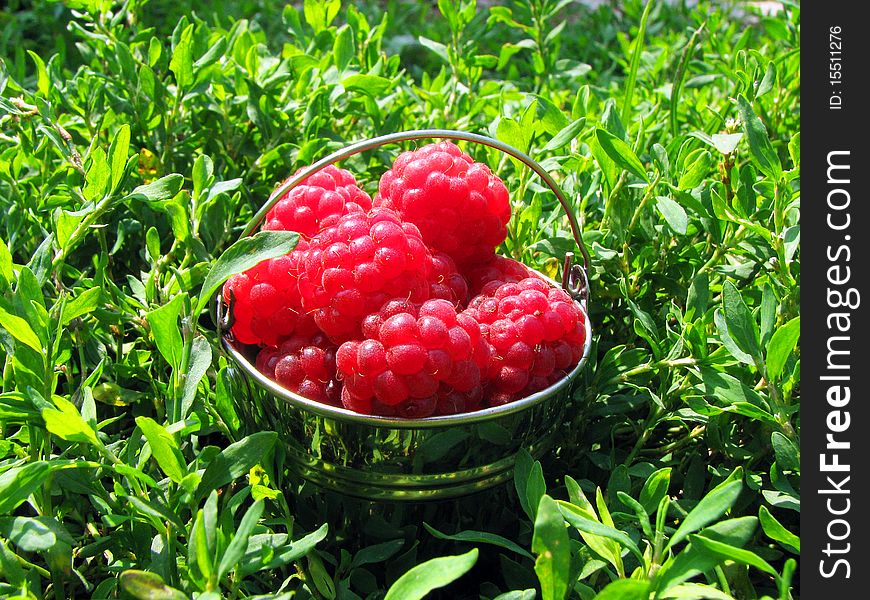 Red berries of a raspberry in it is white a metal bucket. Red berries of a raspberry in it is white a metal bucket