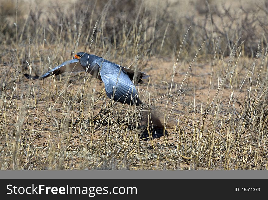 Southern Pale Chanting Goshawk