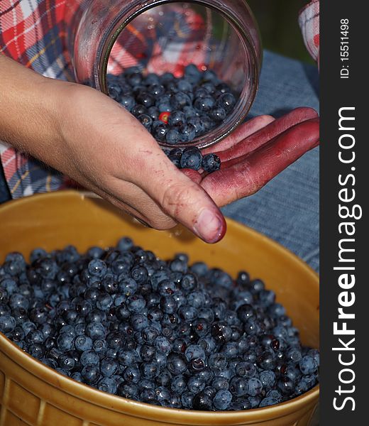 Gathering blueberries and select leaves from the harvested berries. Gathering blueberries and select leaves from the harvested berries