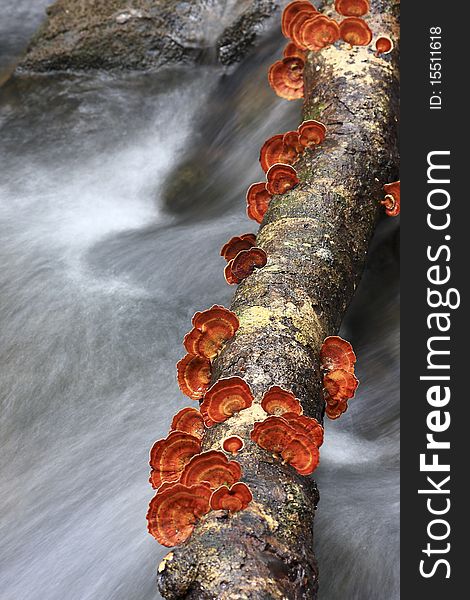 Mushrooms growing on a tree with stream in background. Mushrooms growing on a tree with stream in background