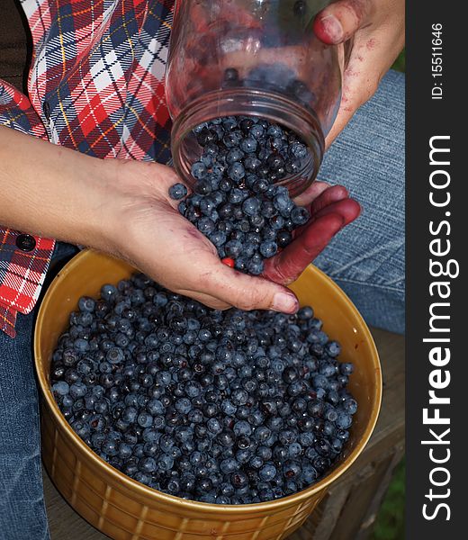 Gathering blueberries and select leaves from the harvested berries. Gathering blueberries and select leaves from the harvested berries