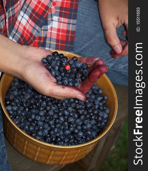 Gathering blueberries and select leaves from the harvested berries. Gathering blueberries and select leaves from the harvested berries