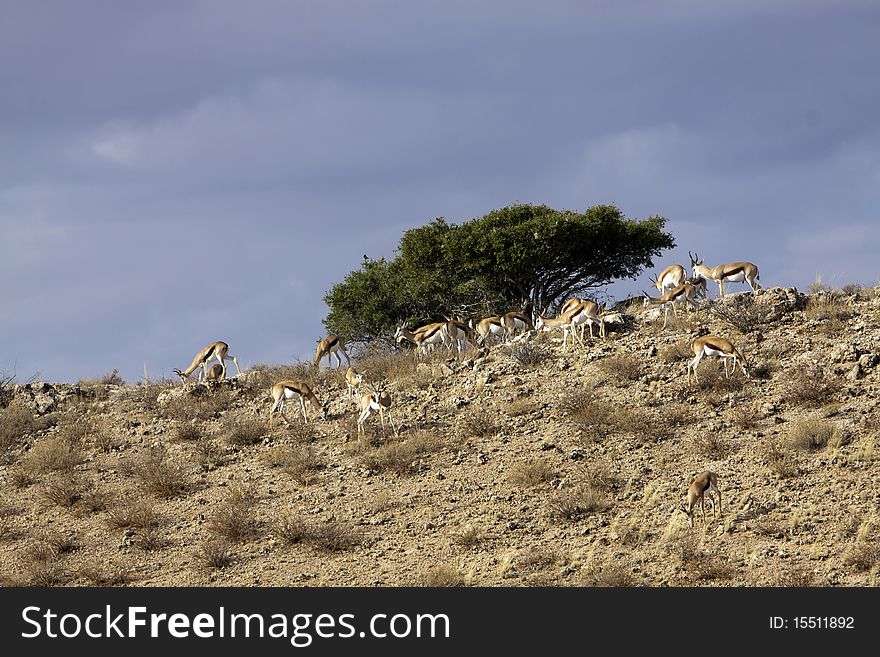 Springbok in the Kgalagadi Transfrontier Park. Springbok in the Kgalagadi Transfrontier Park