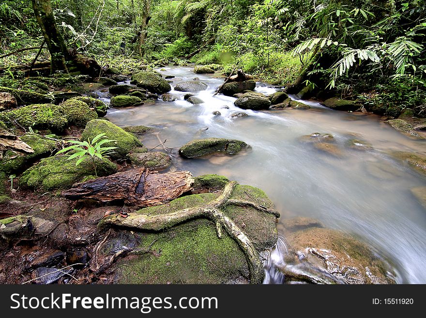 Stream in the forest during the tropical forest