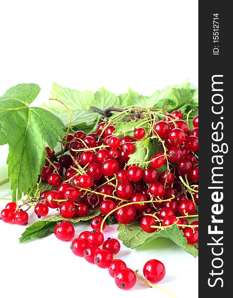 Sprigs of red currants on white background