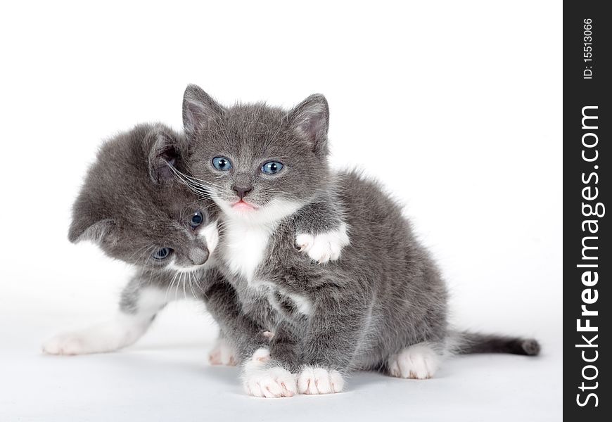 Two blue eyed gray kitten isolated on white