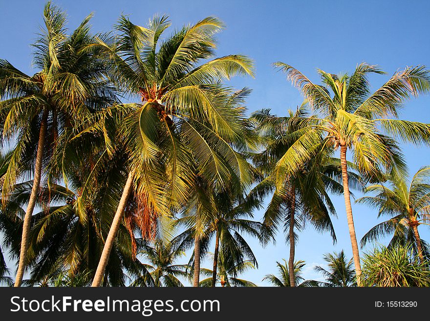 Coconut palms against the sky with fruit