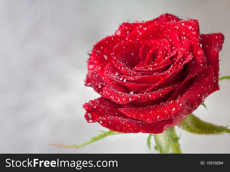 Beautiful close-up rose with water drops. Beautiful close-up rose with water drops