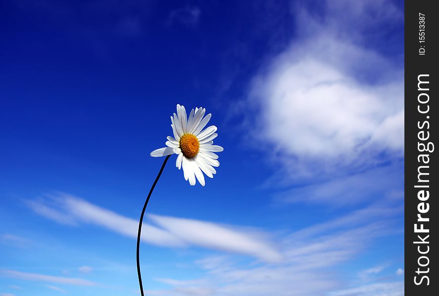 White daisy on blue sky background. White daisy on blue sky background