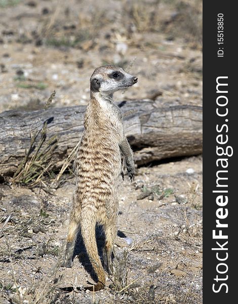 The meerkat or suricate (Suricata suricatta) is a small mammal and a member of the mongoose family. It inhabits all parts of the Kalahari Desert in Botswana and South Africa.