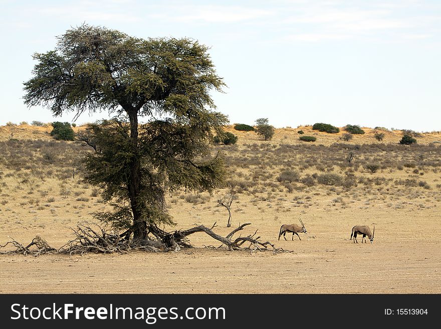 Oryx near a camel thorn tree in the Kgalagadi Transfrontier National Park in South Africa and Botswana