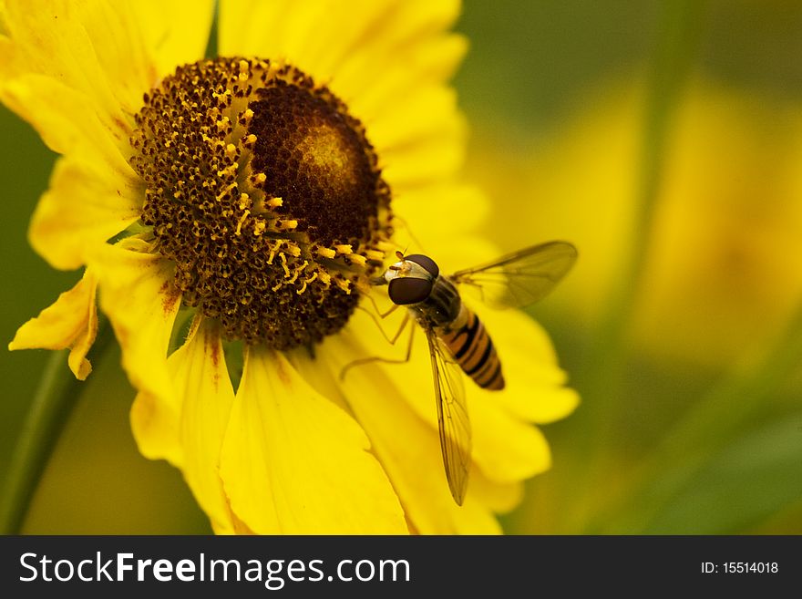 Fly on yellow flower, macro, shallow DOF