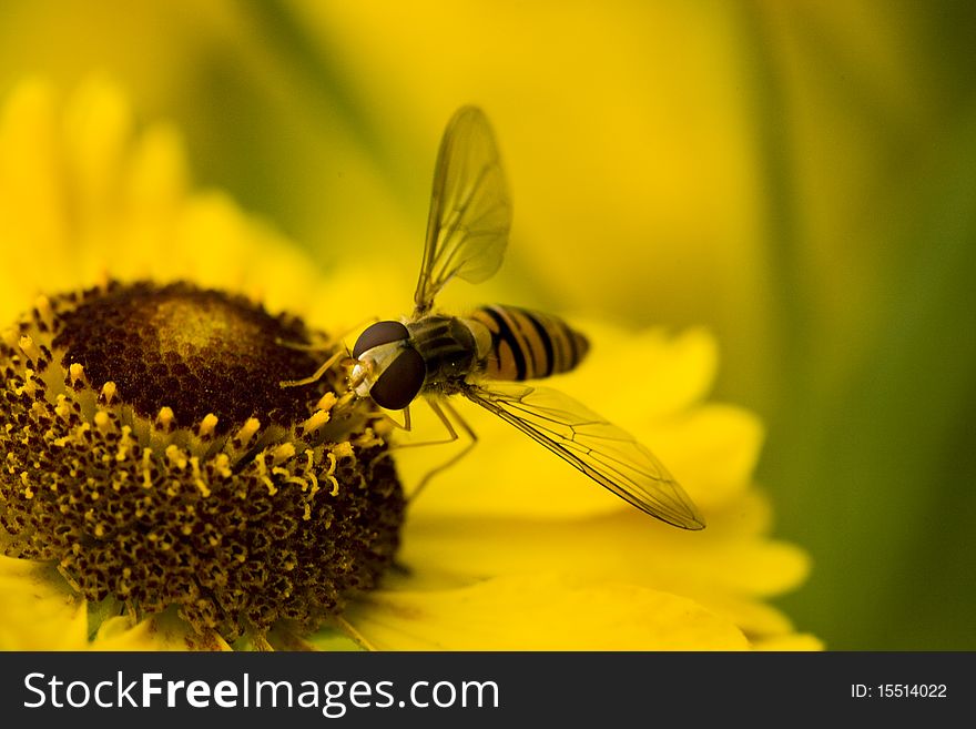 Fly on yellow flower, macro, shallow DOF