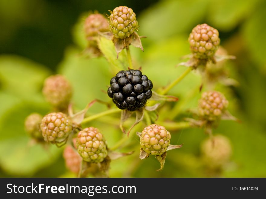 Blackberry berries on branch, shallow DOF