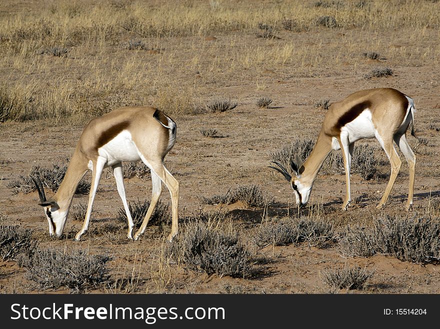 Springbok in the Kalahari Springbok grazing in the Kgalagadi Transfrontier Park