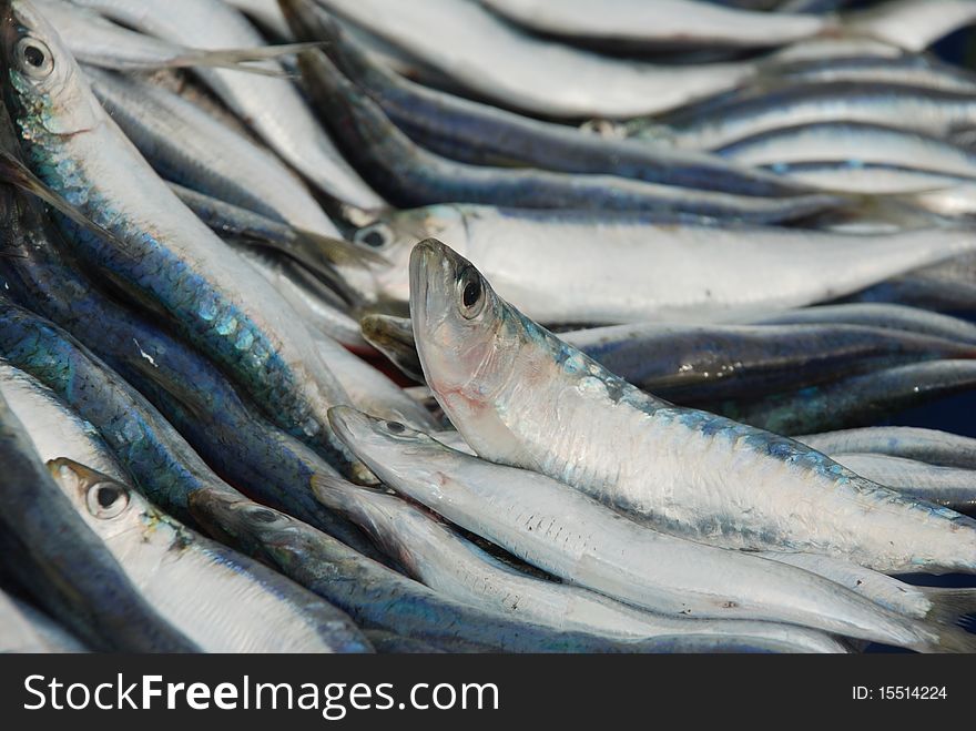 Fresh sardines to fish market