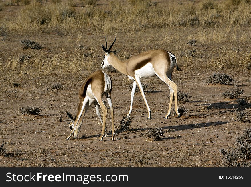 Springbok in the Kalahari Springbok grazing in the Kgalagadi Transfrontier Park