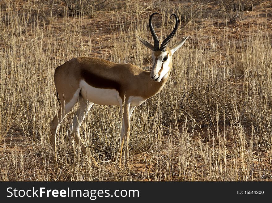 Springbok in the Kgalagadi Transfrontier Park. Springbok in the Kgalagadi Transfrontier Park