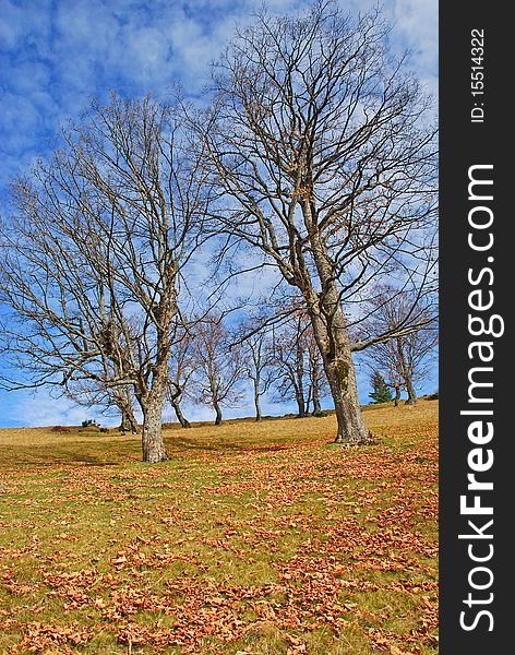 Old beeches on a mountain autumn slope with the fallen down foliage under the dark blue sky. Old beeches on a mountain autumn slope with the fallen down foliage under the dark blue sky.