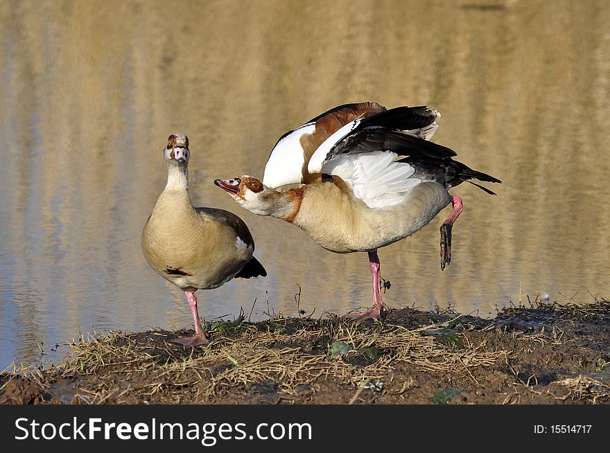 Two Egyptian Geese photographed in South Africa at a natural setting.