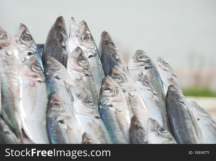 Fresh sardines to fish market