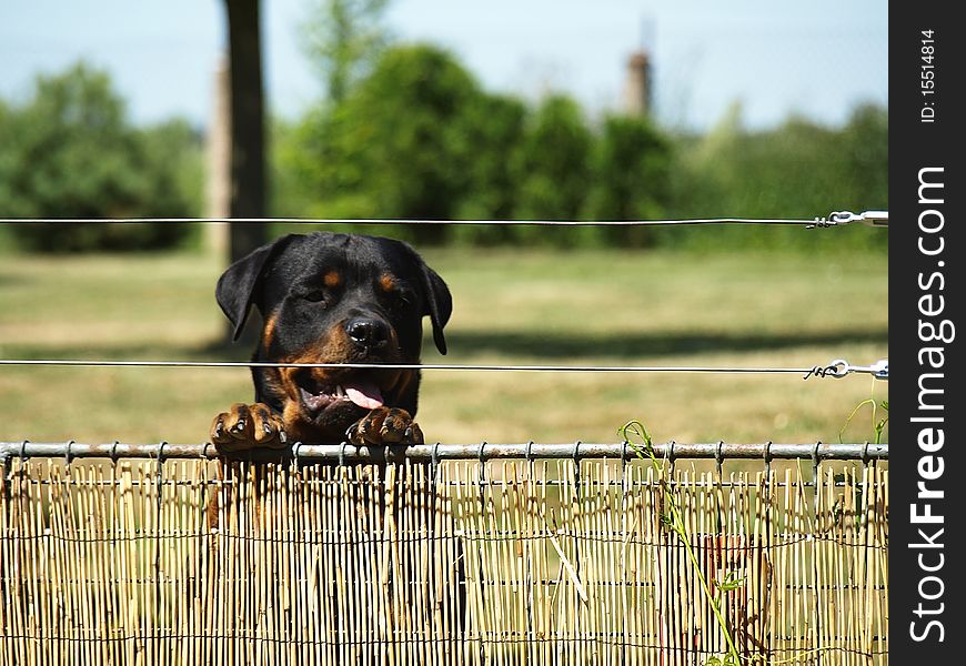 Dog standing by the fence. Dog standing by the fence.