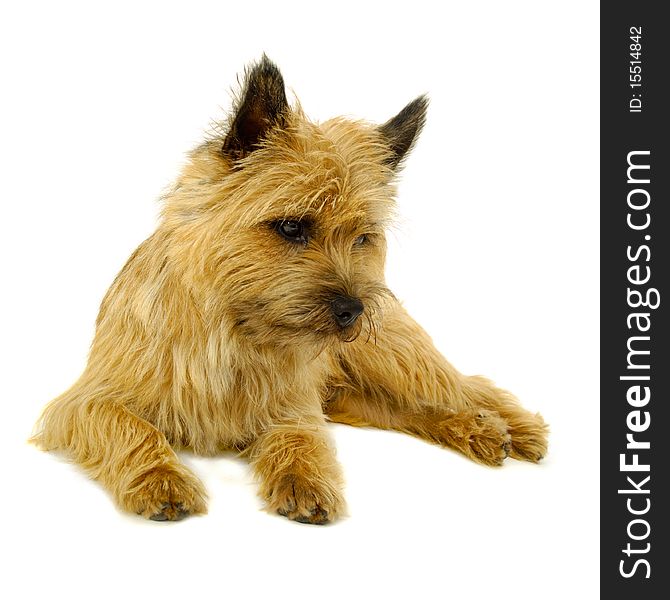 Sweet puppy dog is resting on a white background. The breed of the dog is a Cairn Terrier. Sweet puppy dog is resting on a white background. The breed of the dog is a Cairn Terrier.