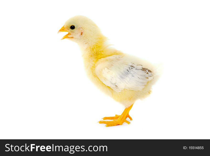 Sweet baby chicken is standing on a clean white background. Sweet baby chicken is standing on a clean white background.