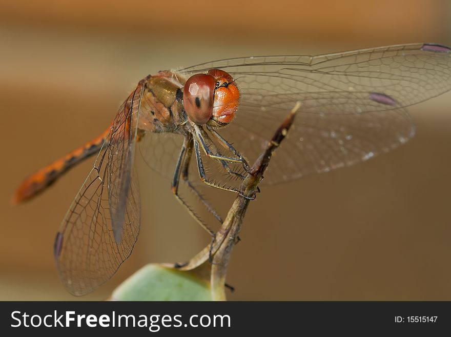 Macro shot of a red dragonfly, resting on a twig. Macro shot of a red dragonfly, resting on a twig