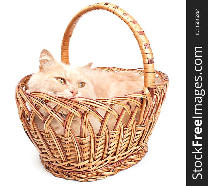 Cat in a basket on a white background